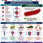 Circulatory System in Vertebrates