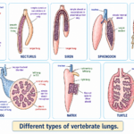 Respiratory System in Vertebrates