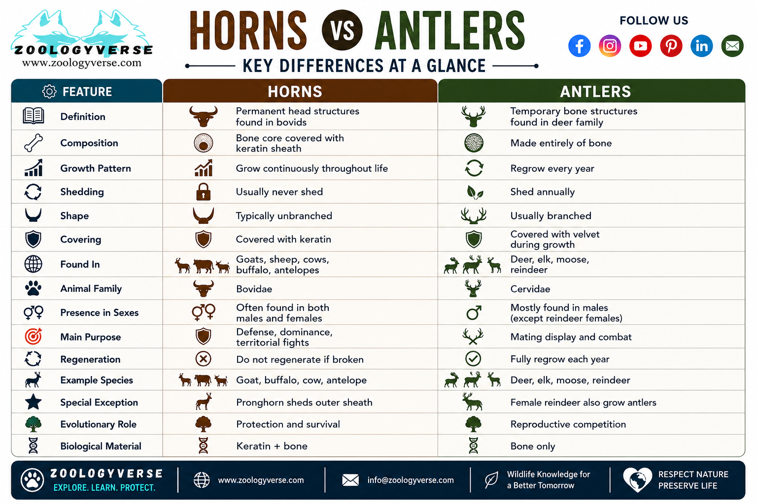 Horns vs Antlers : the Key Differences