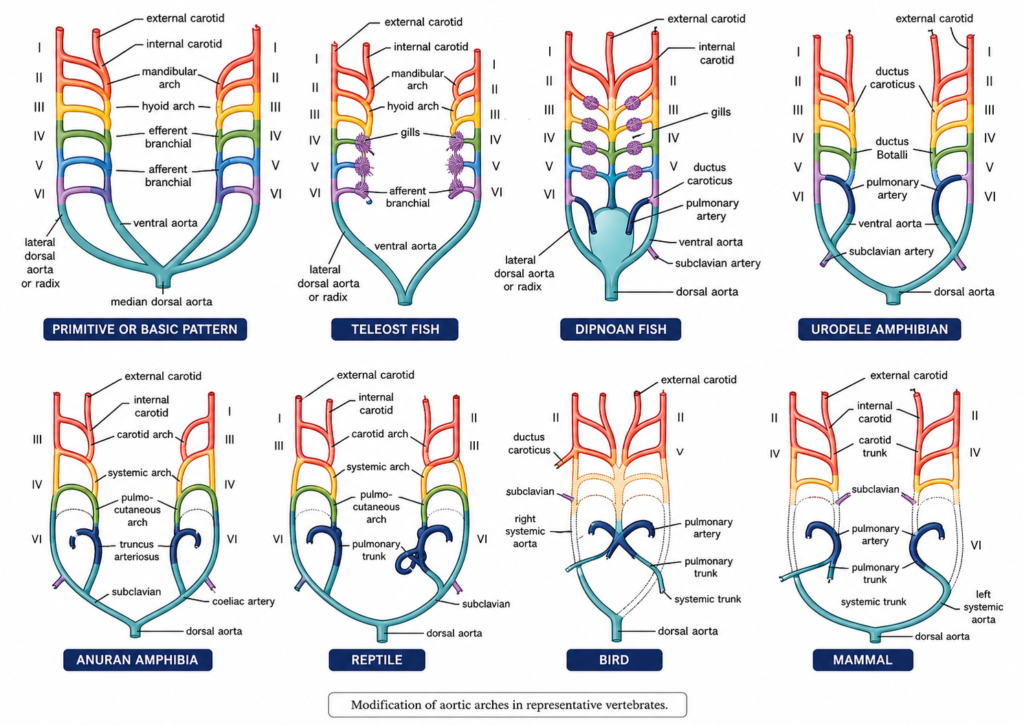 Modifications of Aortic Arches in Vertebrates