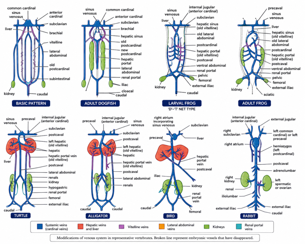 Modifications of Aortic Arches in Vertebrates