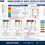 Modifications of Aortic Arches in Vertebrates