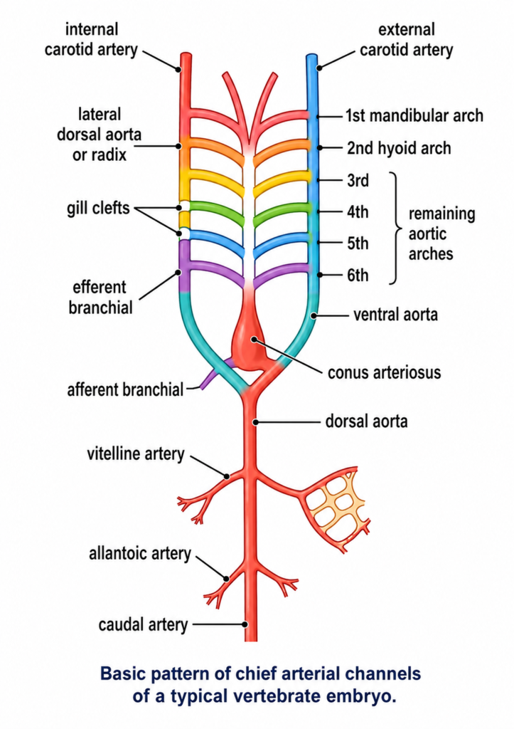 Modifications of Aortic Arches in Vertebrates