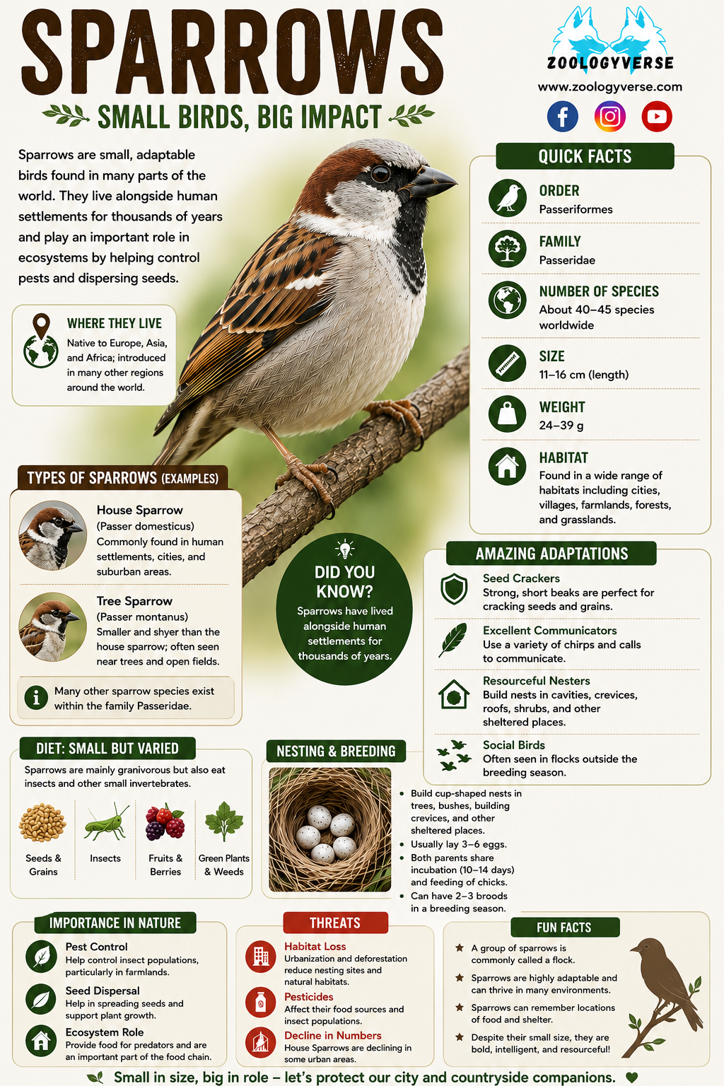 Passer domesticus (House Sparrow): Classification & Facts | Zoologyverse Passer domesticus (House Sparrow): Classification & Facts
