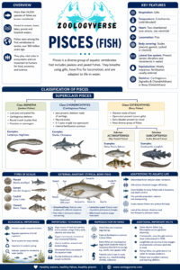 Pisces Modality Pisces : Definition, Classification and Characteristics | Zoologyverse