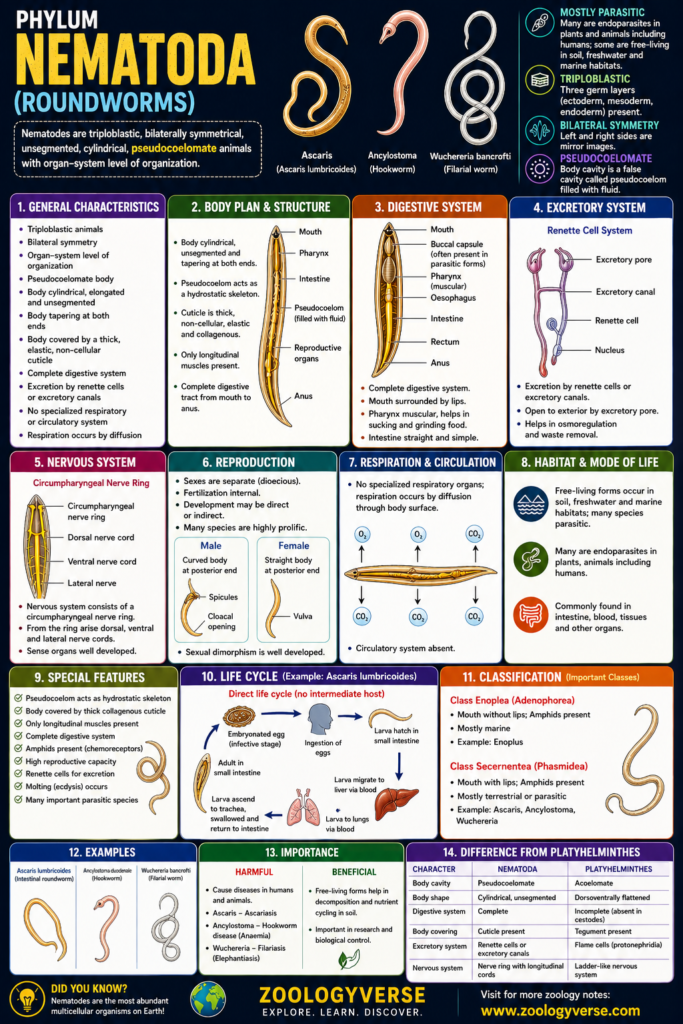 Phylum Aschelminthes: Characteristics, Classification, Examples & Importance | Zoologyverse Phylum Aschelminthes