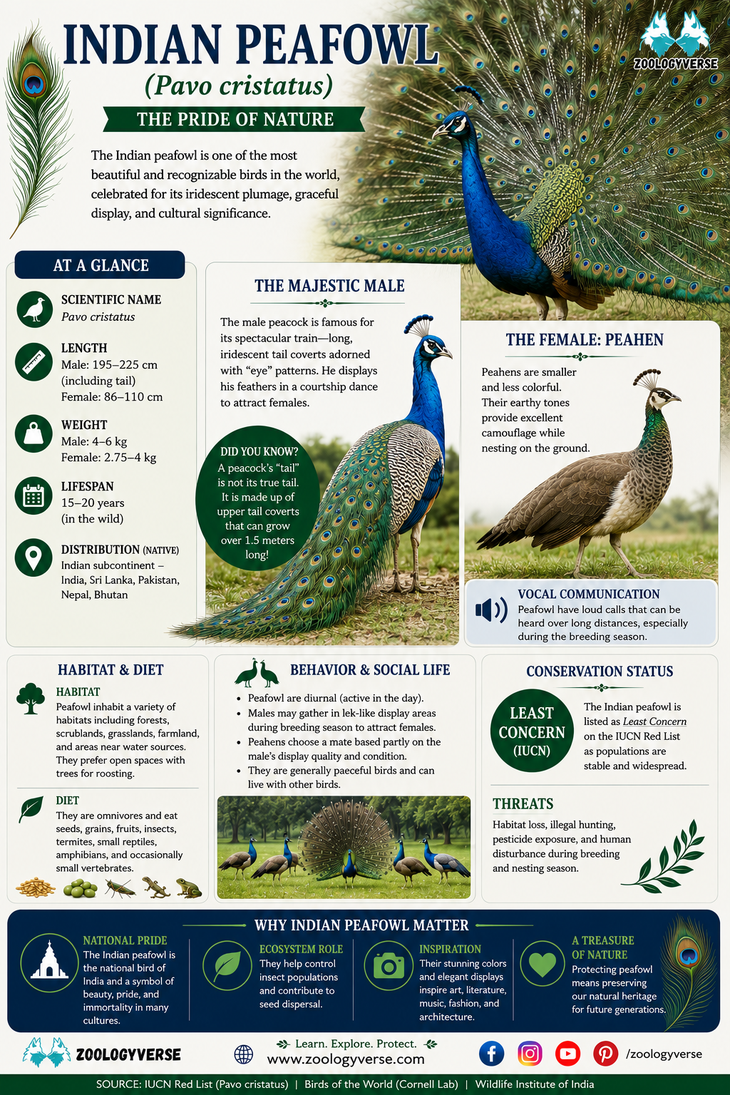 Indian Peafowl (Pavo cristatus): Classification & Facts | Zoologyverse Indian Peafowl (Pavo cristatus): Classification & Facts