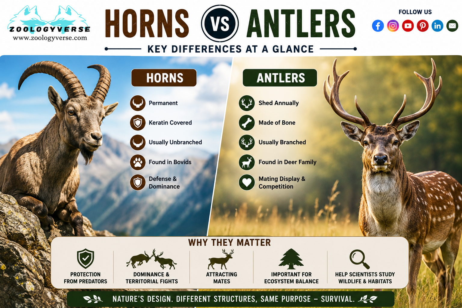 Horns vs Antlers : the Key Differences