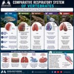 Respiratory System in Vertebrates
