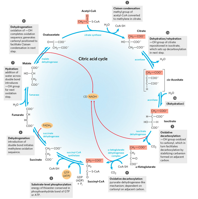 Reaction involve in citric acid cycle