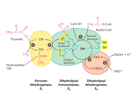 Oxidative decarboxylation of pyruvate to acetyl-CoA (CITRIC ACID CYCLE)
