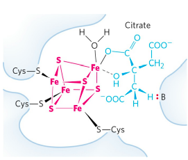 Iron-sulfur center in aconitase. (CITRIC ACID CYCLE step 3)