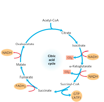 Products of one turn of citric acid cycle