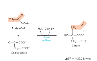 CITRIC ACID CYCLE step 1