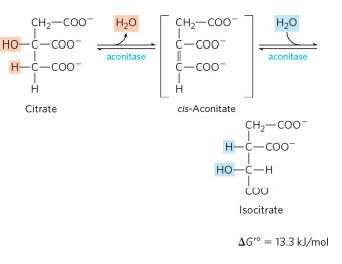 CITRIC ACID CYCLE step 2