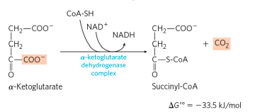 CITRIC ACID CYCLE step 4