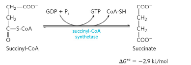 CITRIC ACID CYCLE step 5