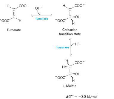 CITRIC ACID CYCLE step 7
