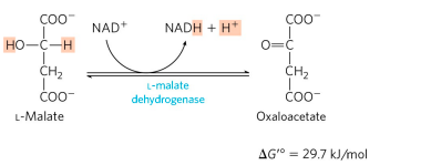 CITRIC ACID CYCLE step 8