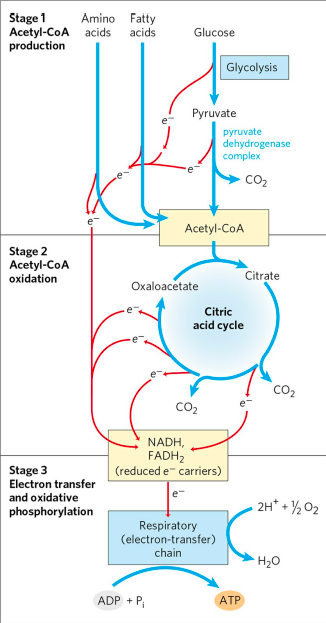 Stages of cellular respiration (CITRIC ACID CYCLE)