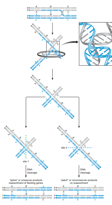 FIGURE DEPICTING holiday junction cleavage in recombination