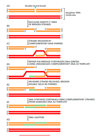DNA RECOMBINATION