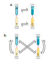 DNA REPAIR