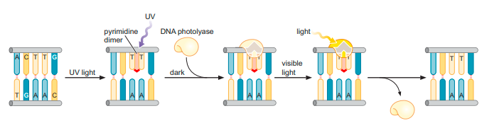 DNA REPAIR