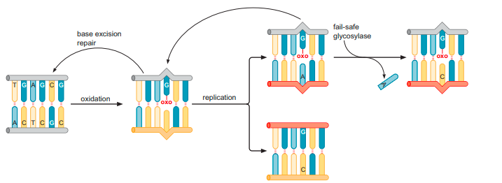 DNA REPAIR