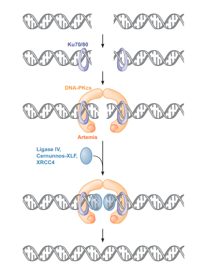 DNA REPAIR
