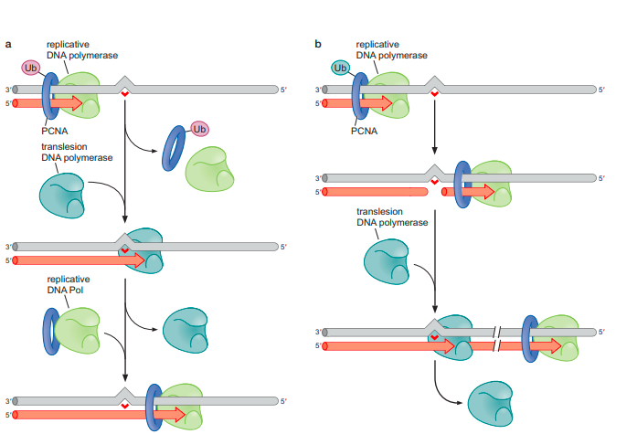 DNA REPAIR 7