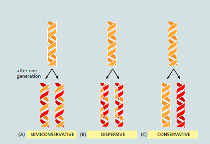 DNA REPLICATION