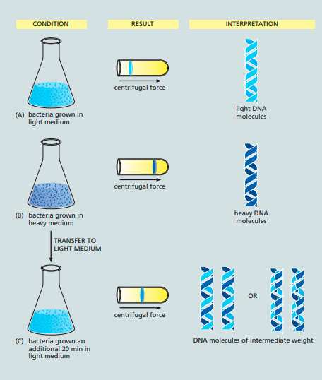 DNA REPLICATION