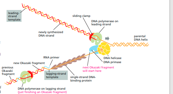 FIGURE DEPICTING- group protein act together for synthesis of new DNA 