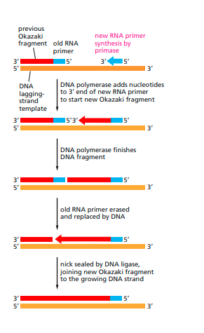 FIGURE DEPICTING formation of Okazaki fragments on lagging strand