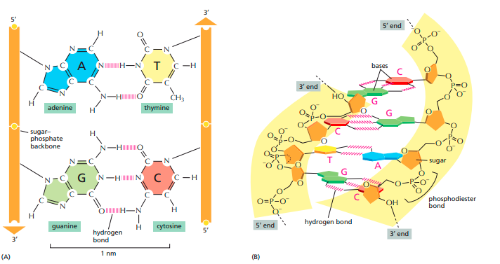 DNA - STRUCTURE AND TYPES OF DNA