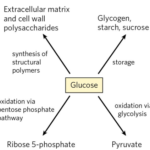 GLYCOLYSIS
