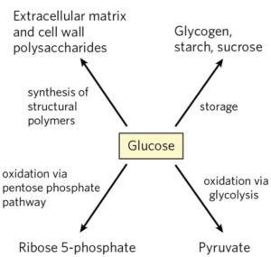 GLYCOLYSIS