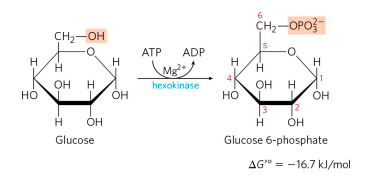 GLYCOLYSIS AND GLUCONEOGENESIS 2