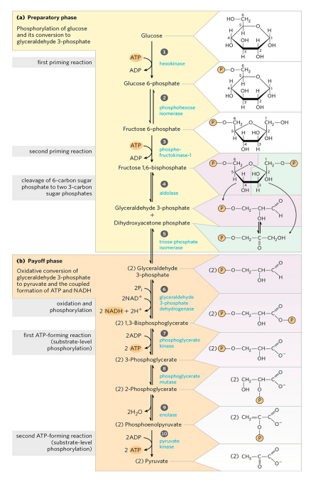 GLYCOLYSIS steps