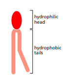 FIGURE DEPICTING Structure of membrane lipids