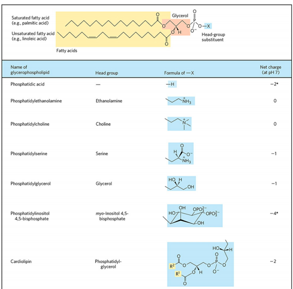 MEMBRANE LIPIDS