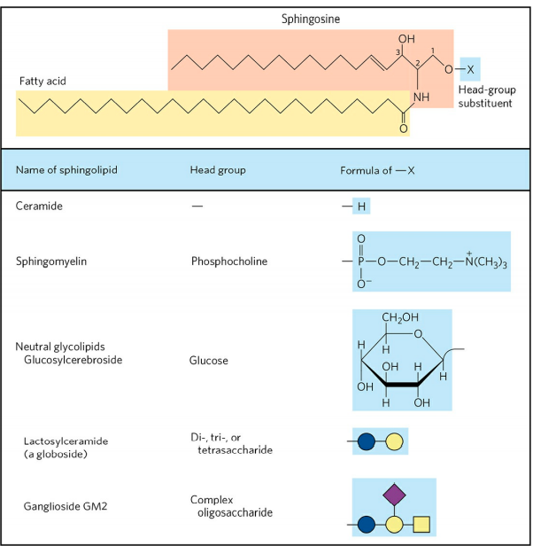 MEMBRANE LIPIDS