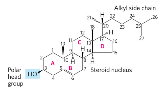 MEMBRANE LIPIDs