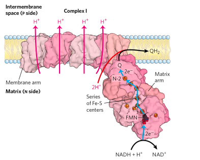 Structure of complex 1 (OXIDATIVE PHOSPHORYLATION)