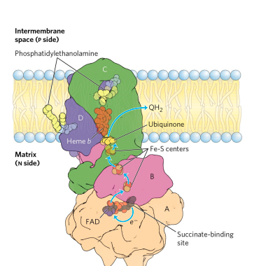 Structure of complex 2 (OXIDATIVE PHOSPHORYLATION)