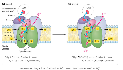 Q cycle (OXIDATIVE PHOSPHORYLATION)