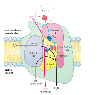 Pathway of electron through complex 4 (OXIDATIVE PHOSPHORYLATION)