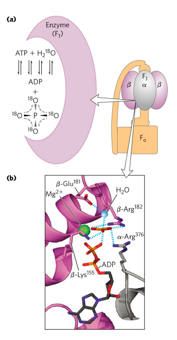 ATP synthase (OXIDATIVE PHOSPHORYLATION)