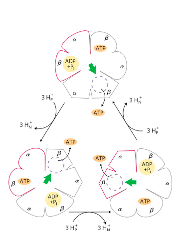 Binding- change model of ATP synthase (OXIDATIVE PHOSPHORYLATION)